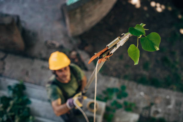 Best Storm Damage Tree Cleanup  in Sterling Heights, MI