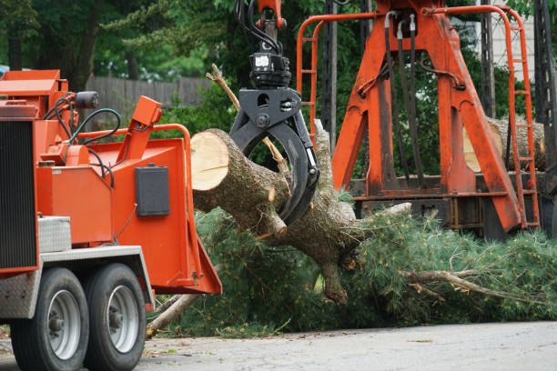 Why Choose Our Tree Removal Services in Sterling Heights, MI?